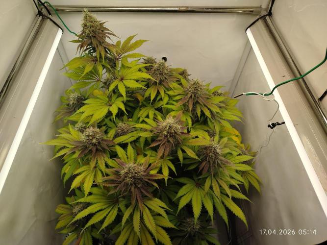 Pinky 💣. Week 16