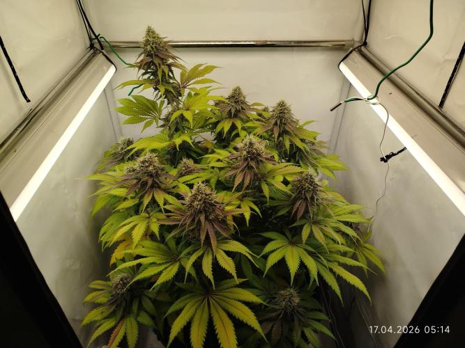 Pinky 💣. Week 16