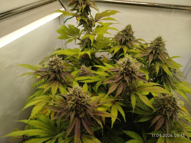 Pinky 💣. Week 16