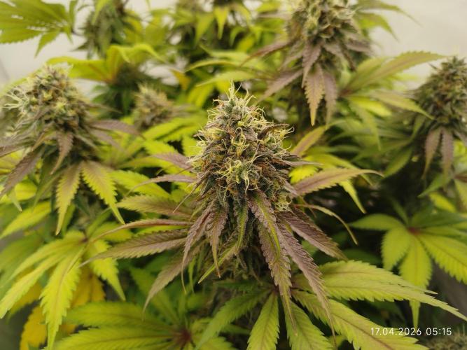 Pinky 💣. Week 16