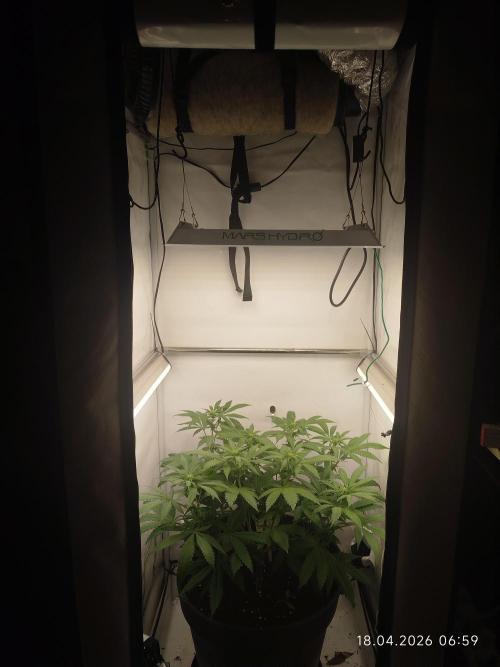 Amnesia. Week 10