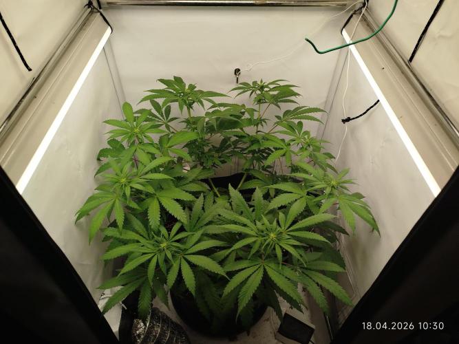 Amnesia. Week 10
