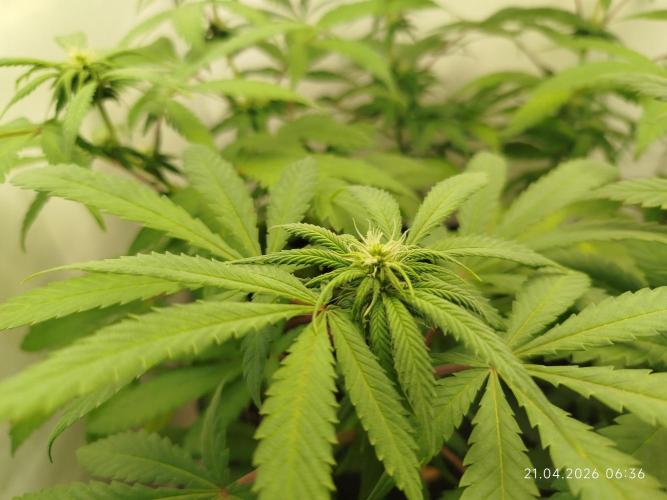 Amnesia. Week 11