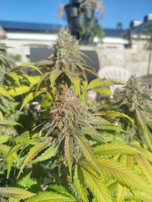 Pinky 💣. Week 17