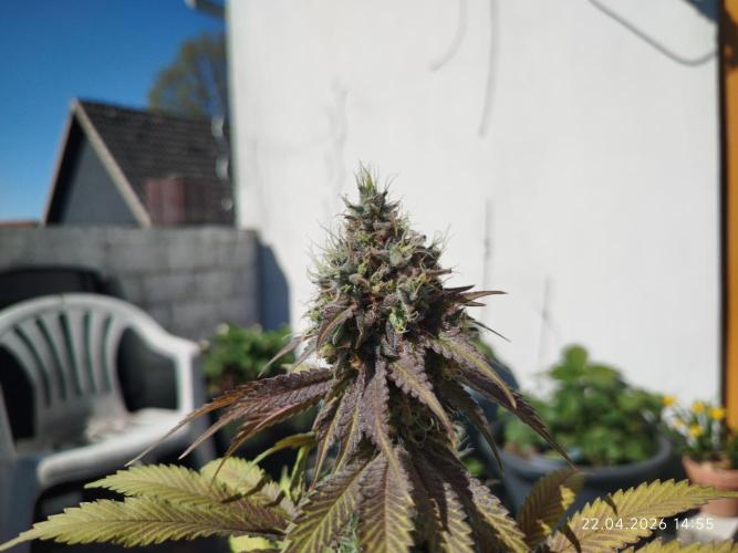 Pinky 💣. Week 17