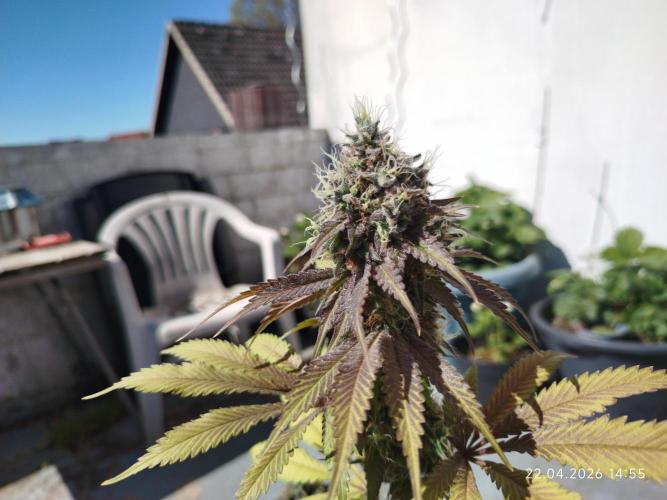 Pinky 💣. Week 17