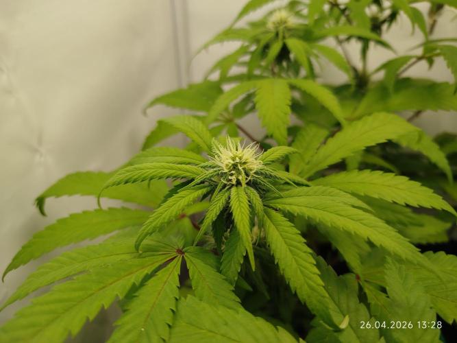 Amnesia. Week 12
