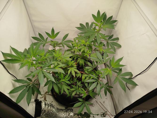 DJ Short - Blueberry Regular F5. Week 11