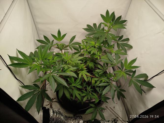 DJ Short - Blueberry Regular F5. Week 11