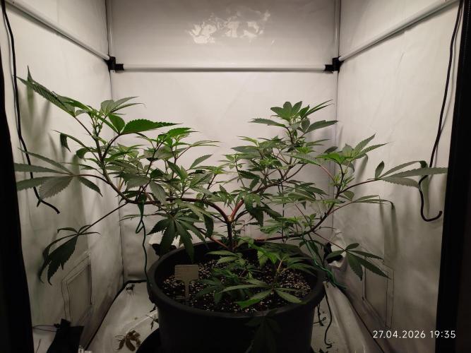 DJ Short - Blueberry Regular F5. Week 11
