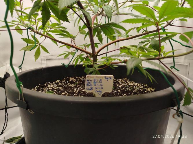DJ Short - Blueberry Regular F5. Week 11