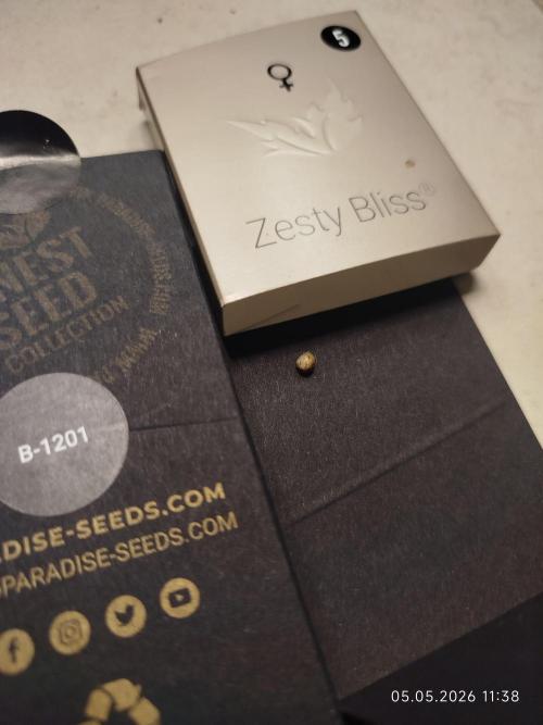 Zesty Bliss. Week 0
