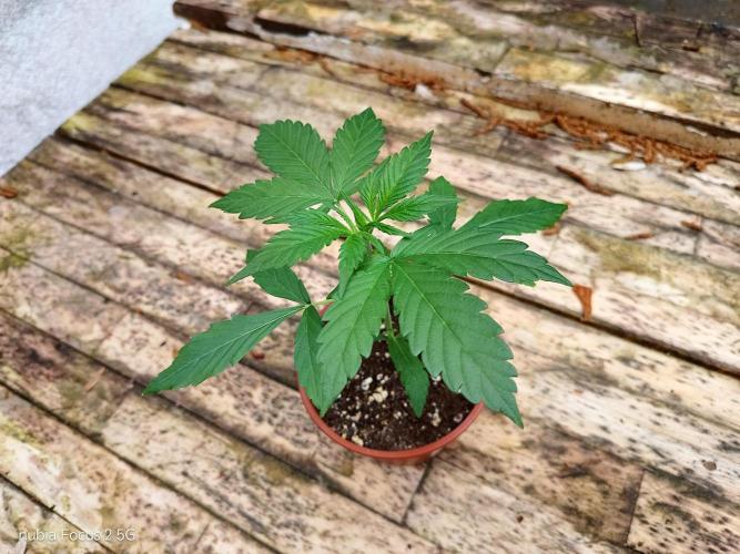 Blue Amnesia. Week 3