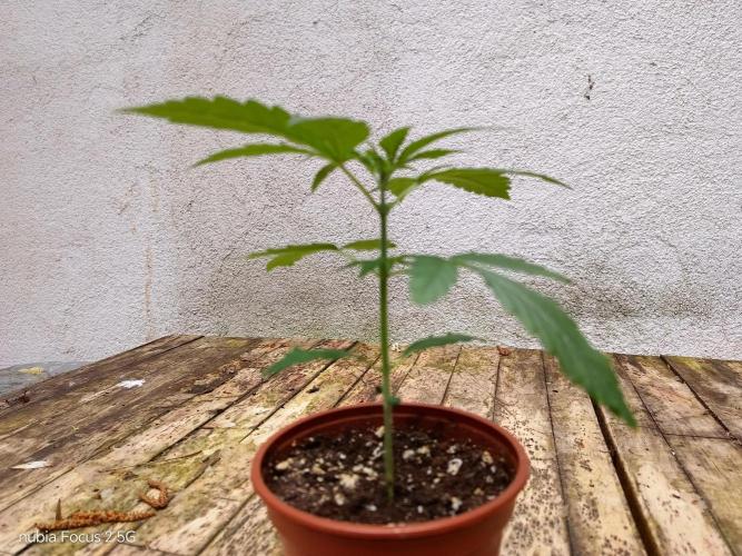 Blue Amnesia. Week 3