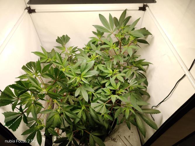 DJ Short - Blueberry Regular F5. Week 12