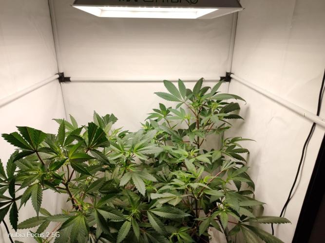 DJ Short - Blueberry Regular F5. Week 12