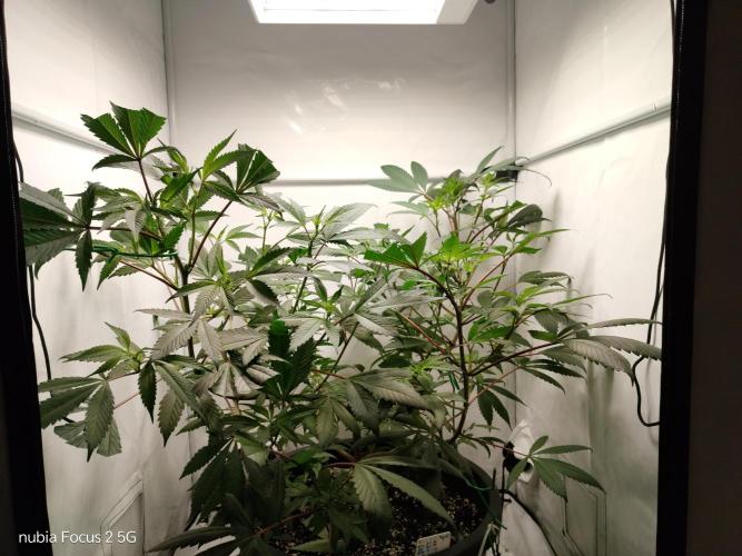 DJ Short - Blueberry Regular F5. Week 12