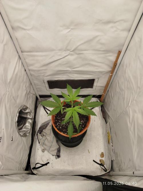 Blue Amnesia. Week 4