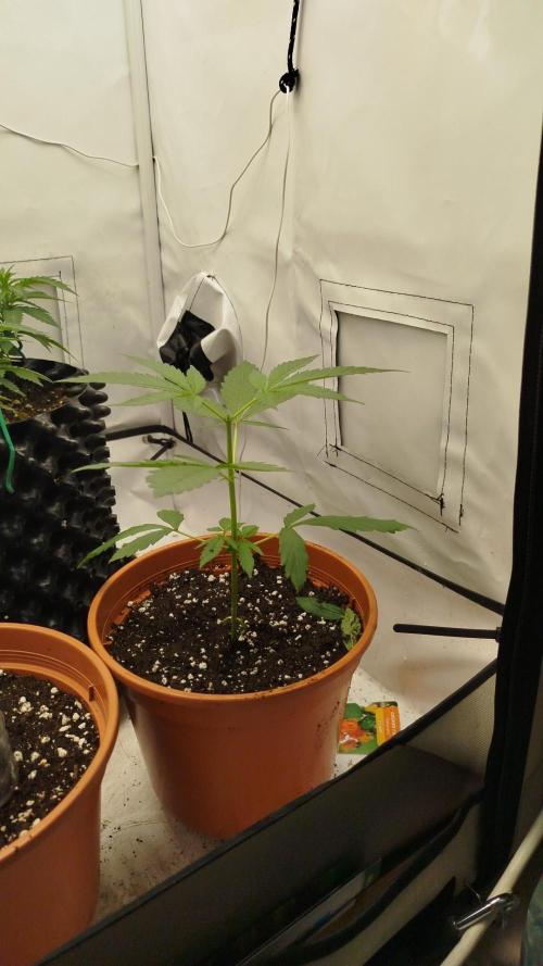 Blue Amnesia. Week 4