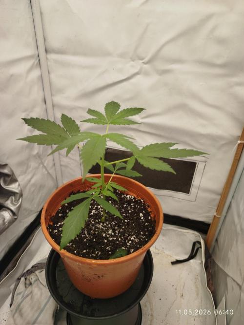 Blue Amnesia. Week 4