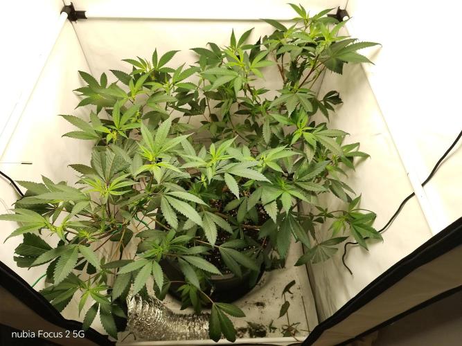 DJ Short - Blueberry Regular F5. Week 13