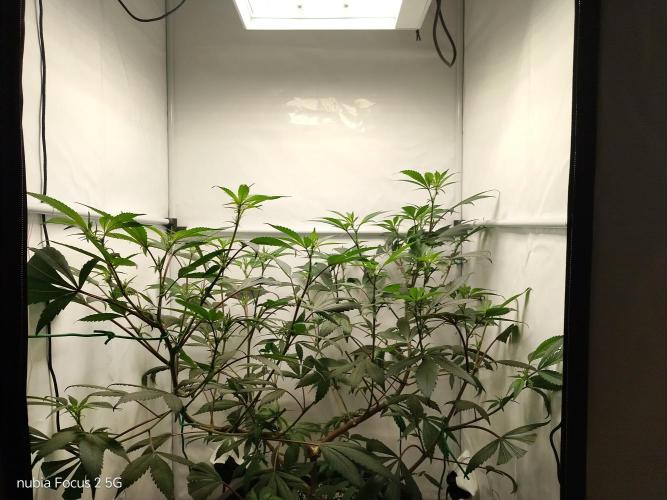 Blueberry. Week 13