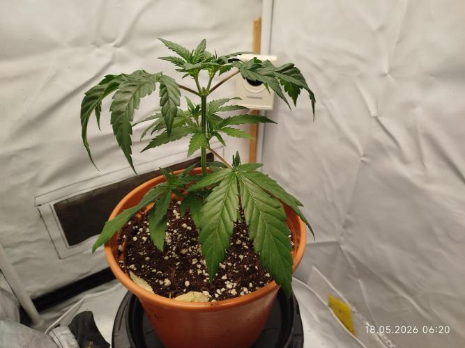 Blue Amnesia. Week 5