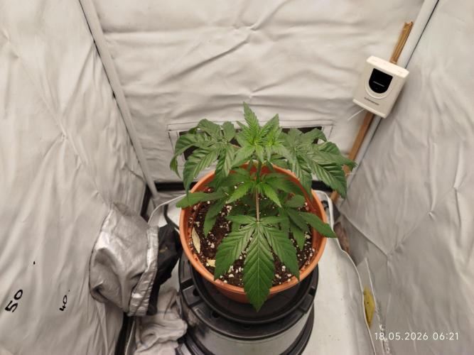 Blue Amnesia. Week 5