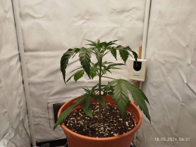 Blue Amnesia. Week 5
