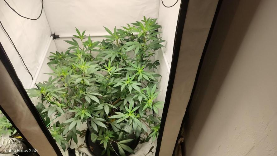 DJ Short - Blueberry Regular F5. Week 14