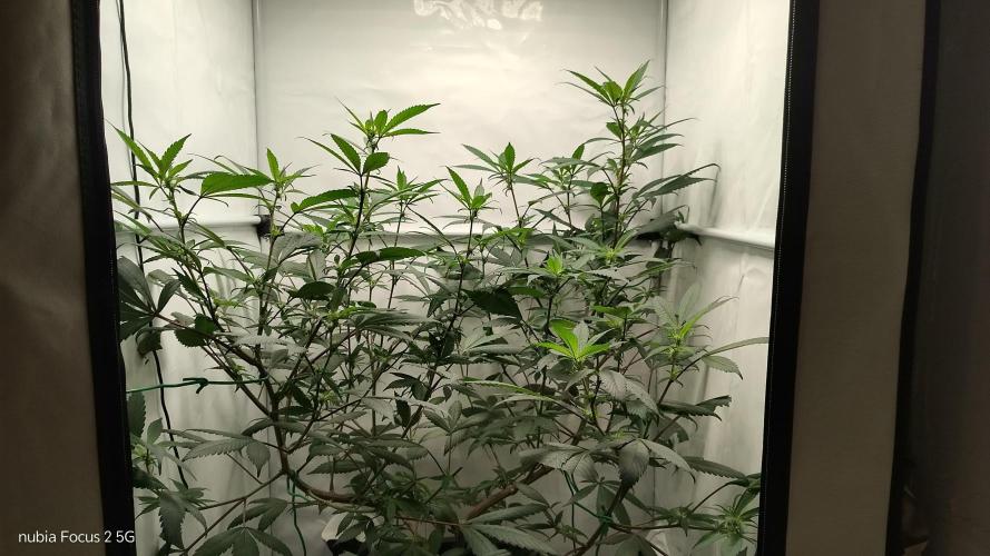 DJ Short - Blueberry Regular F5. Week 14