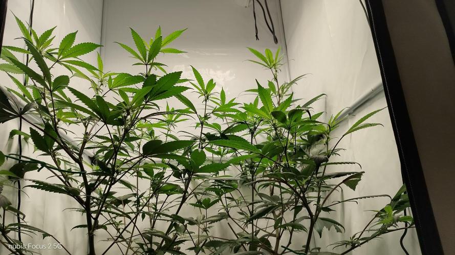 DJ Short - Blueberry Regular F5. Week 14