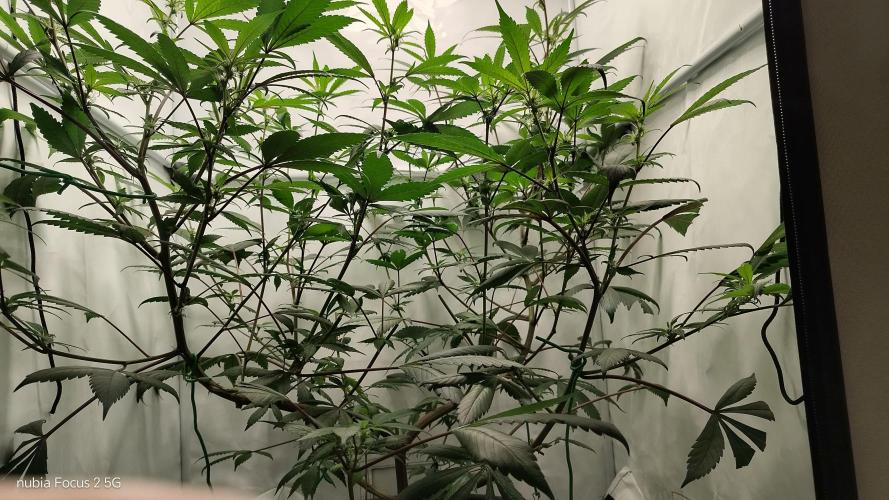 Blueberry. Week 14