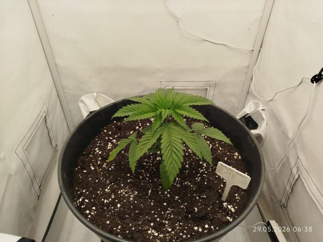 Zesty Bliss. Week 3