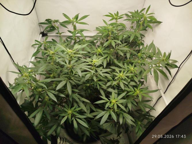DJ Short - Blueberry Regular F5. Week 15
