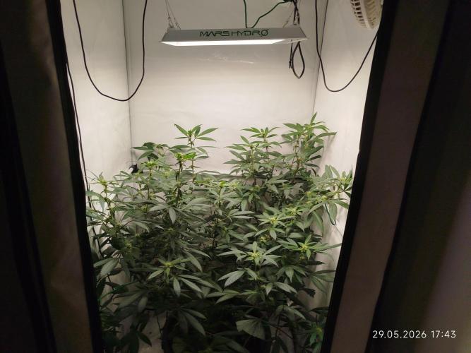 Blueberry. Week 15