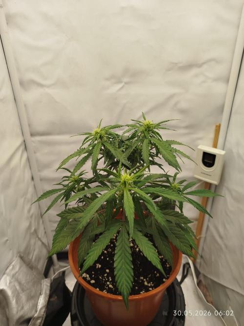 Blue Amnesia. Week 6