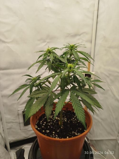 Blue Amnesia. Week 6