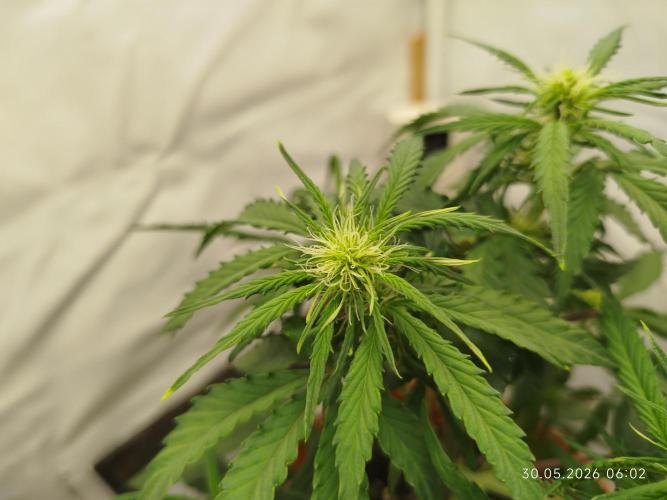 Blue Amnesia. Week 6