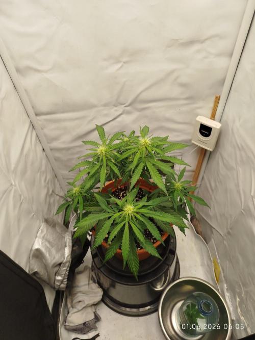 Blue Amnesia. Week 7