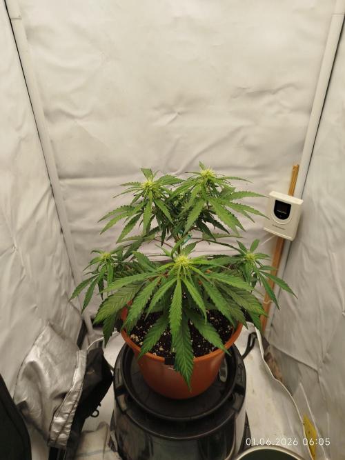 Blue Amnesia. Week 7