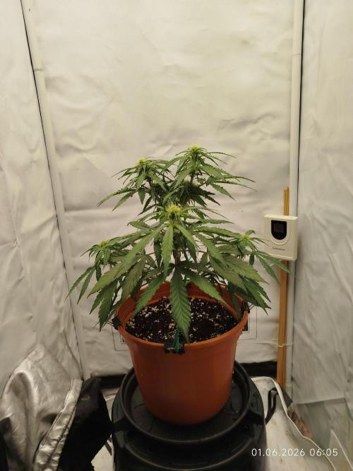 Blue Amnesia. Week 7