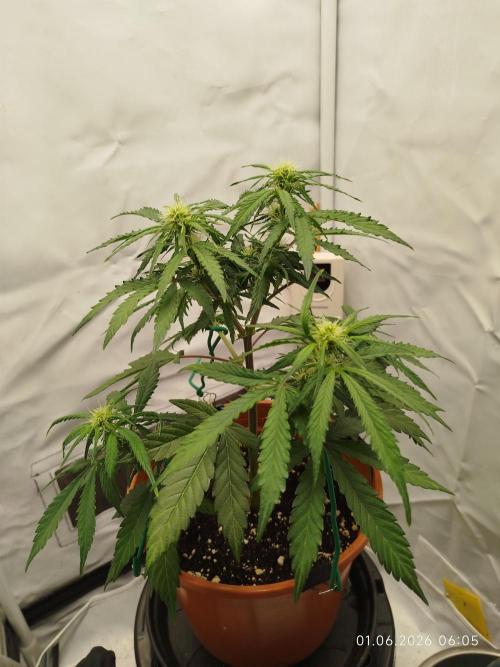 Blue Amnesia. Week 7