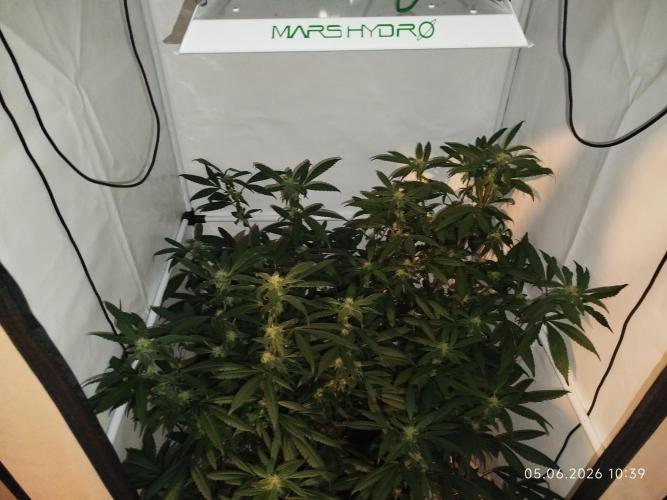 DJ Short - Blueberry Regular F5. Week 16