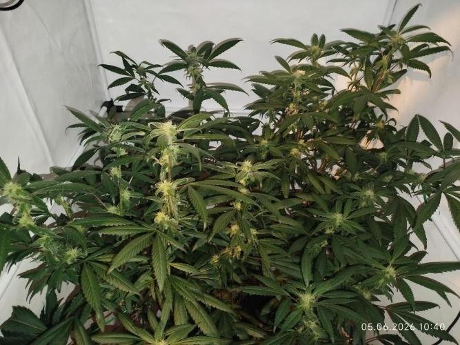 DJ Short - Blueberry Regular F5. Week 16
