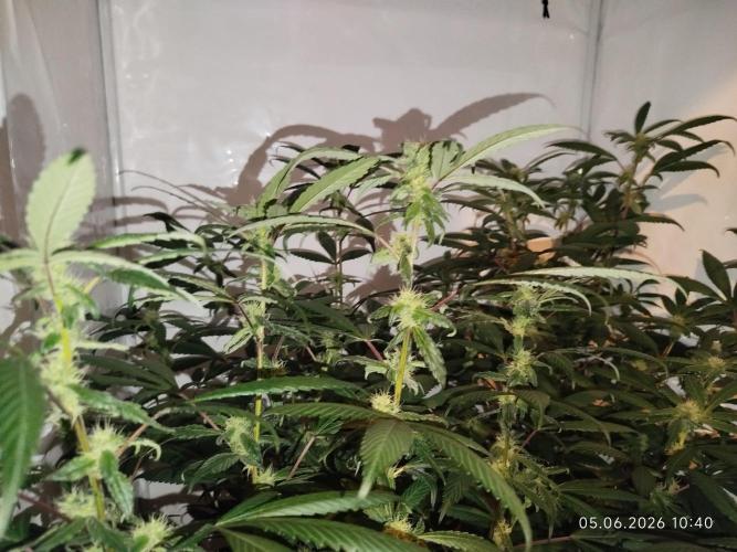 DJ Short - Blueberry Regular F5. Week 16