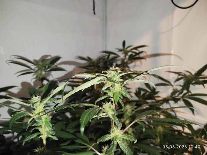 DJ Short - Blueberry Regular F5. Week 16
