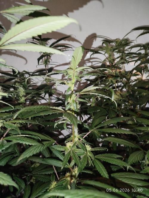 DJ Short - Blueberry Regular F5. Week 16