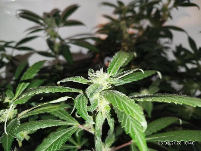 DJ Short - Blueberry Regular F5. Week 16