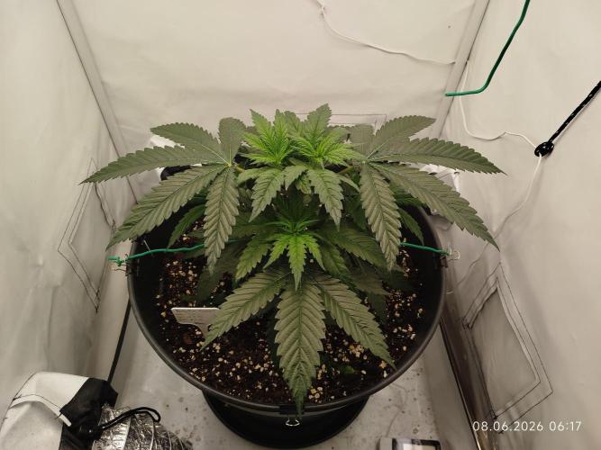 Zesty Bliss. Week 5